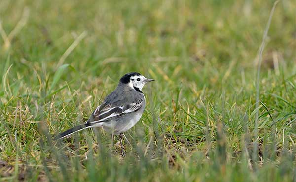 Pied wagtail in Somerset