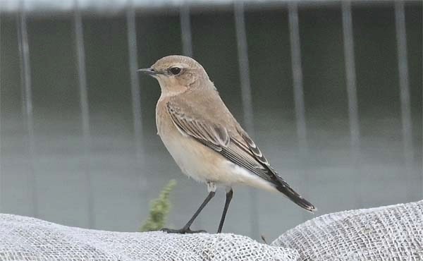 Wheatear in Sussex