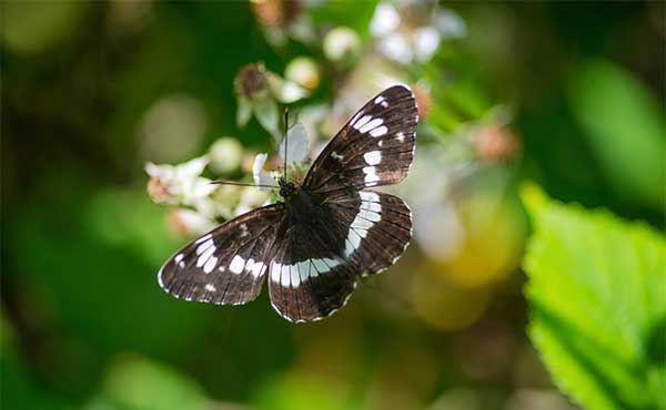 White admiral butterfly in Sussex.