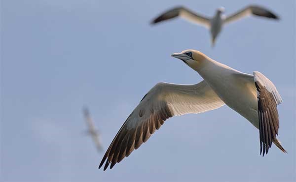 Northern gannet in Grassholm, Wales