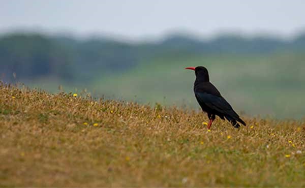 Chough in Pembrokeshire, Wales