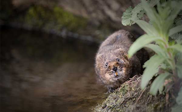 Water vole in the UK