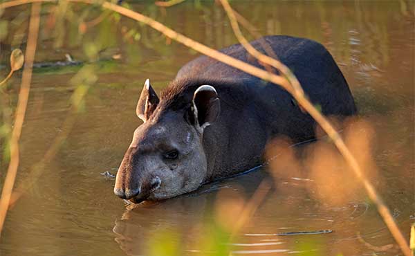 Brazilian tapir in Brazil.