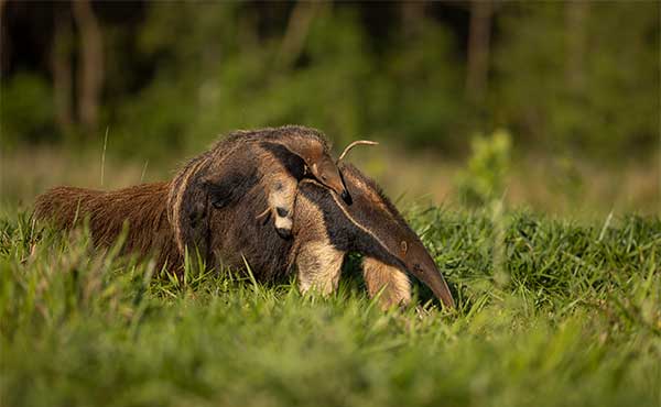 Giant anteater and baby in Brazil.