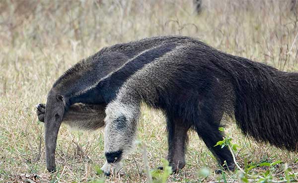 Giant anteater in Brazil.