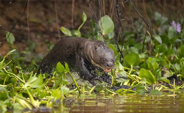 Giant river otter in Brazil.