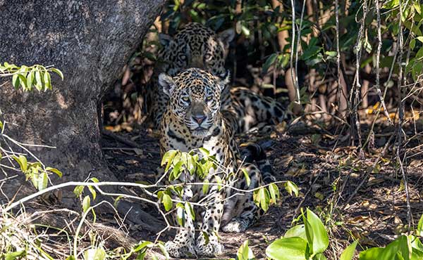 Jaguar pair in the Pantanal, Brazil.