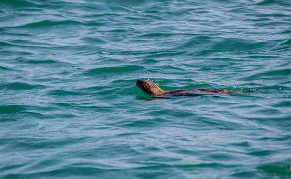 Marine otter in Chile