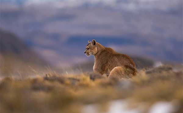 Puma in Torres del Paine, Chile