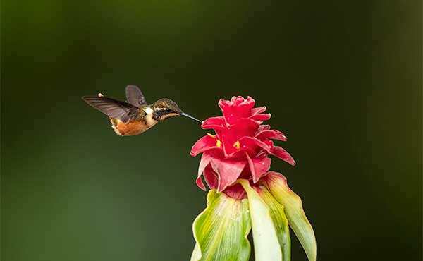 Purple-throated woodstar in Colombia.