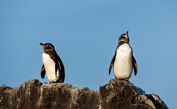 Galapagos penguin