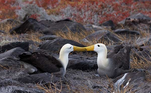 Waved albatross in the Galapagos.