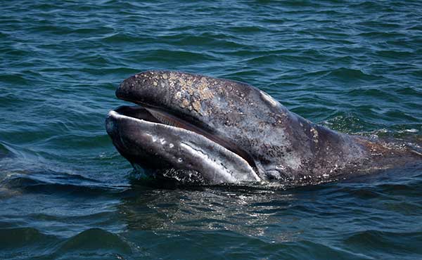Grey whale in Mexico