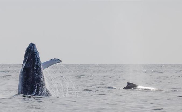 Whales breaching in Mexico