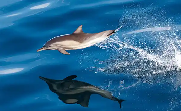 Common dolphin