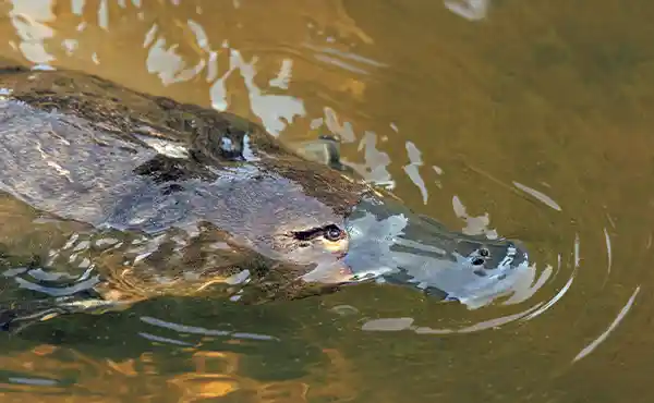 Platypus