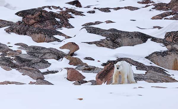 Polar bear in Svalbard.
