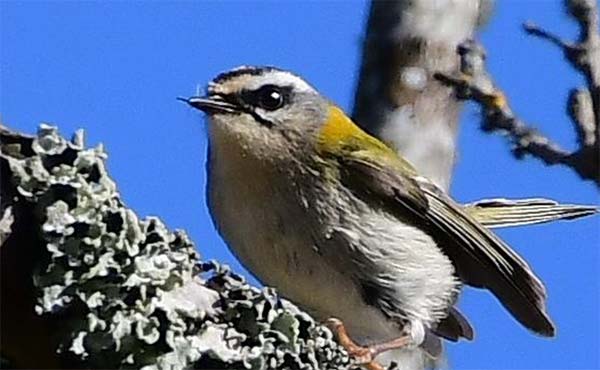 Firecrest perched on a branch against a blue sky.