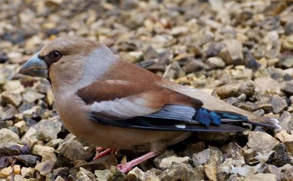 Hawfinch on the ground