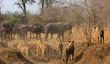 Lions and African buffalo in Zambia