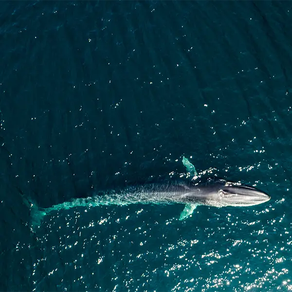 Aerial of a fin whale