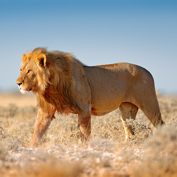 Lion in Etosha National Park, Namibia