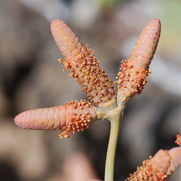 Welwitschia mirabilis in Namibia