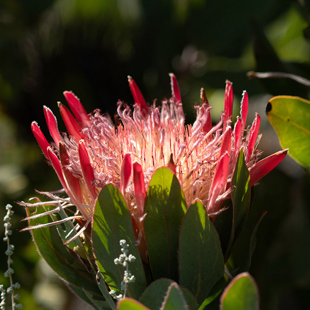 King protea in South Africa