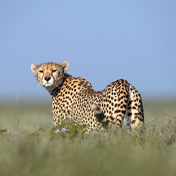 Cheetah in Tanzania