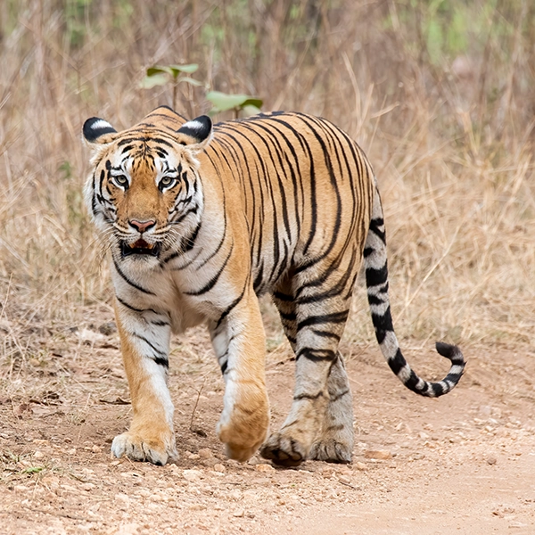 Tiger in Pench National Park, India