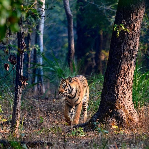 Tiger in Bandhavgarh, India