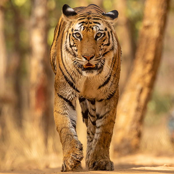 Tiger in Bandhavgarh, India
