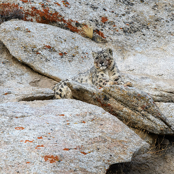 Snow leopard in Ladakh, India.