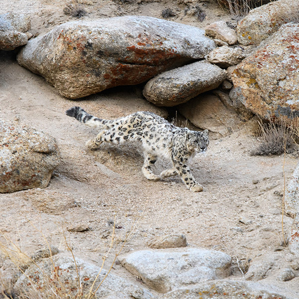 Snow leopard in India