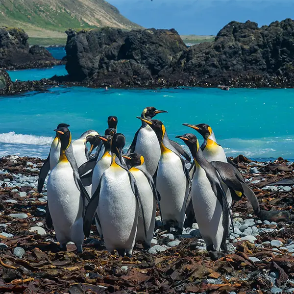 King penguins in Macquarie Island, the Subantarctic Islands, New Zealand