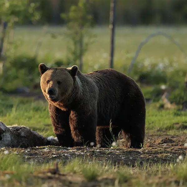 European brown bear in Finland
