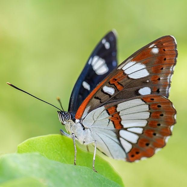 Southern white admiral in Bulgaria