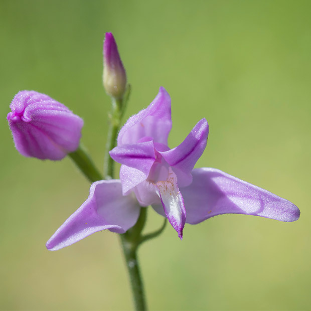 Red helleborine in the Dordogne