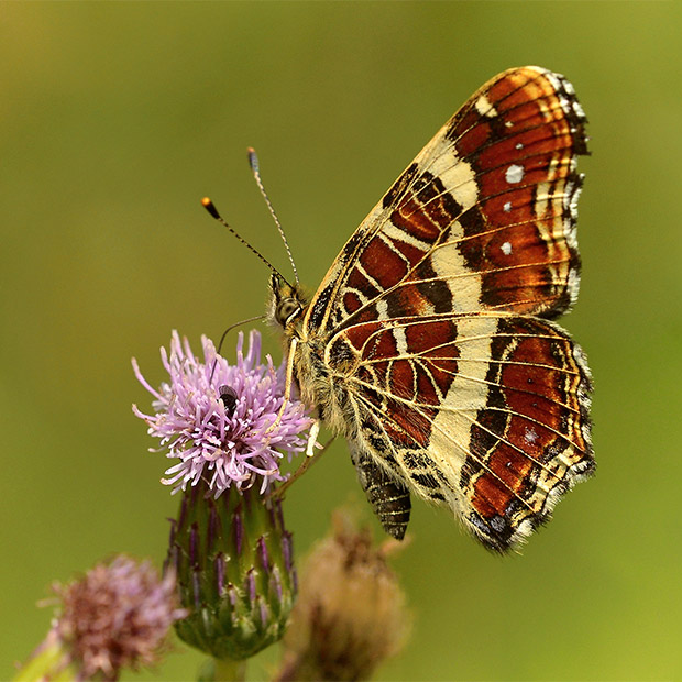 Map butterfly in France