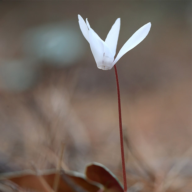 Cretan sowbread in Greece