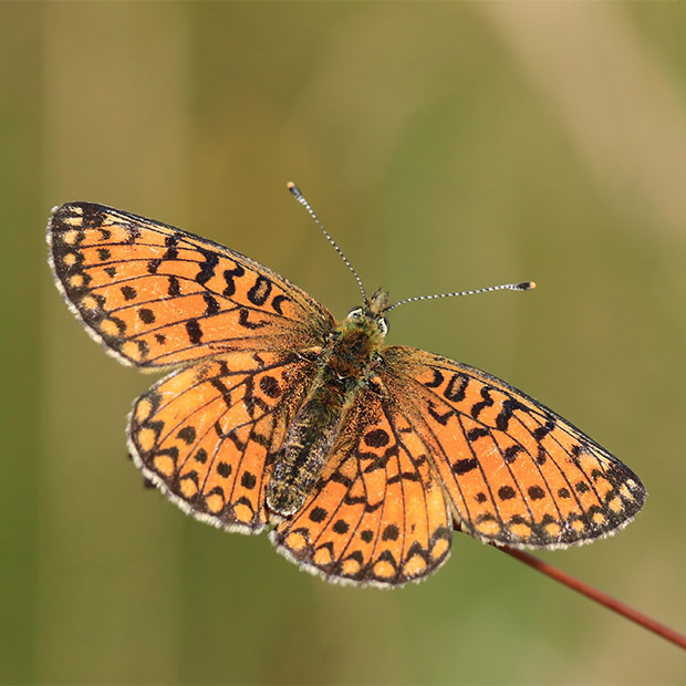Small pearl-bordered fritillary in Poland