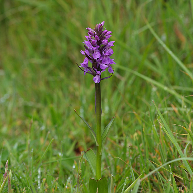 Southern marsh orchid in Norfolk, UK