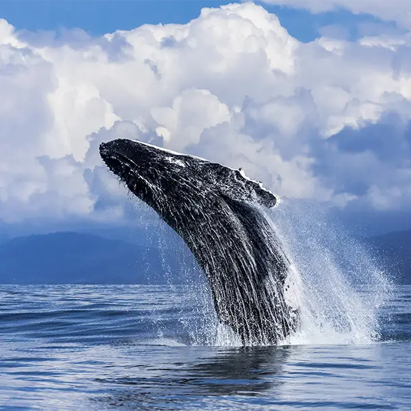 Humpback whale breaching in Costa Rica