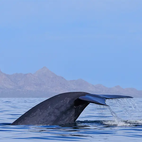 Blue whale tail in Baja California, Mexico.