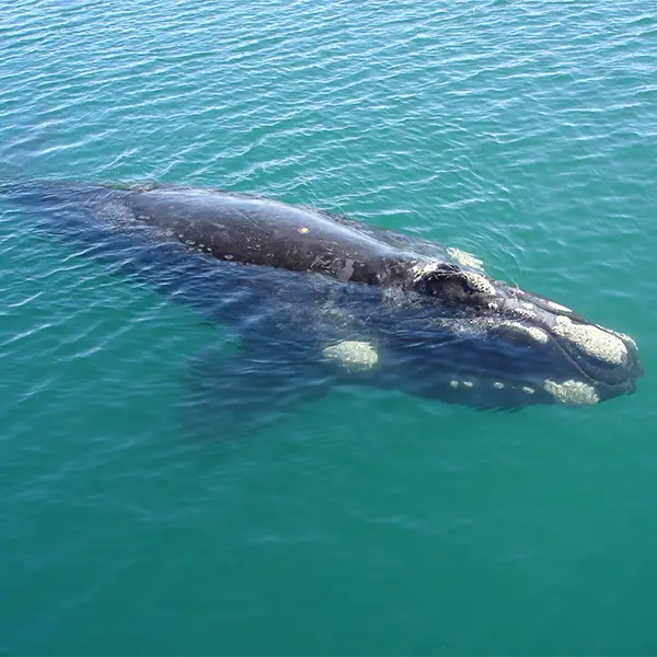 Southern right whale surfacing in Patagonia