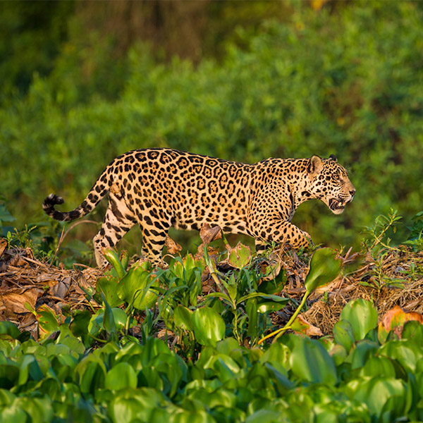 Jaguar in Brazil