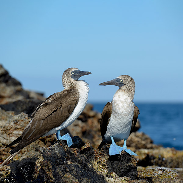 Blue-footed booby in the Galapagos Islands