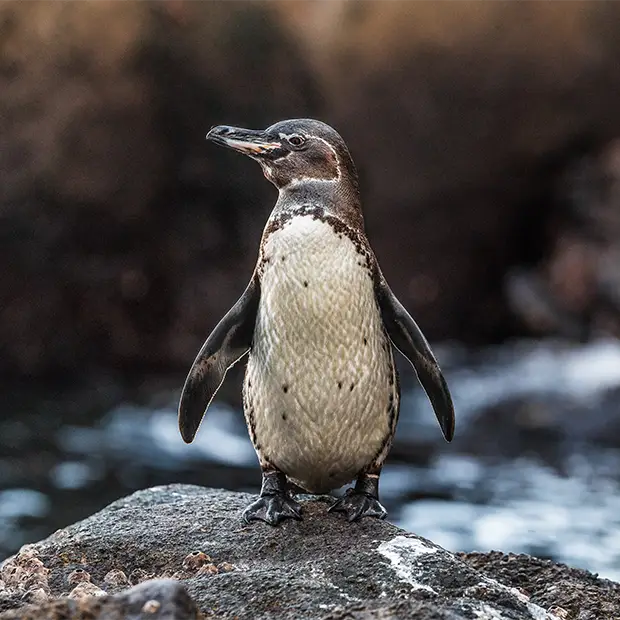 Galapagos penguin in the Galapagos Islands