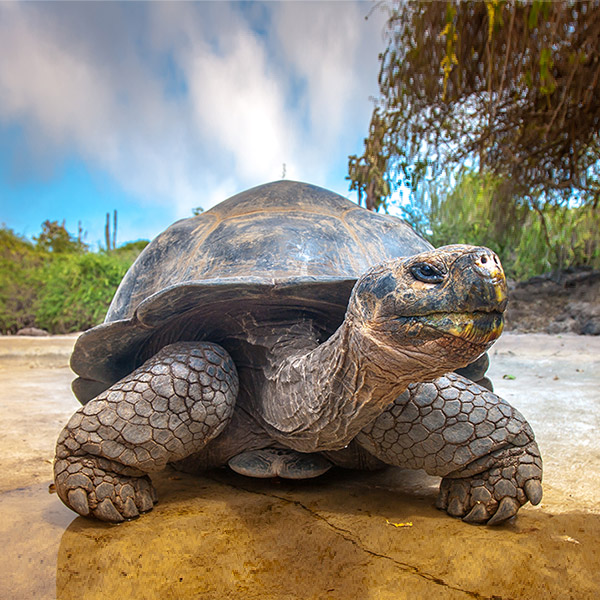 Giant tortoise in the Galapagos Islands