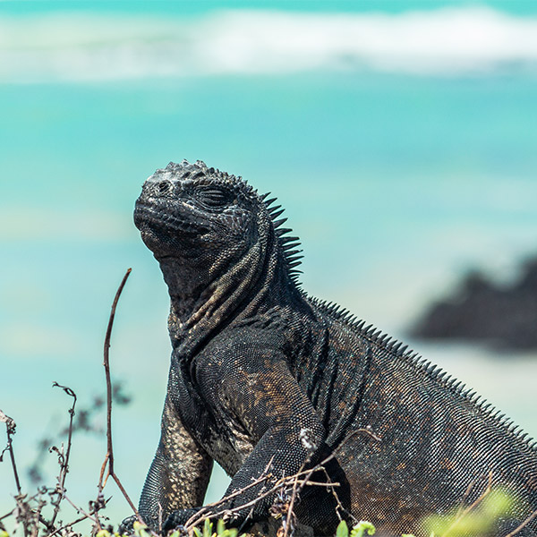 Galapagos Islands wildlife holiday / vacation tours, cruises, trips |  Wildlife Worldwide